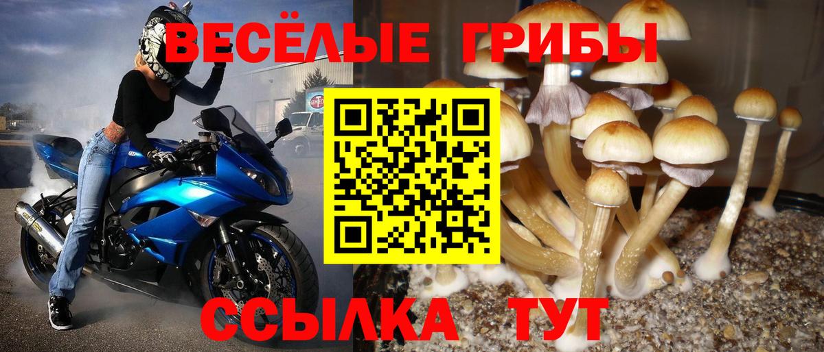 Галлюциногенные грибы Psilocybine cubensis Якутск